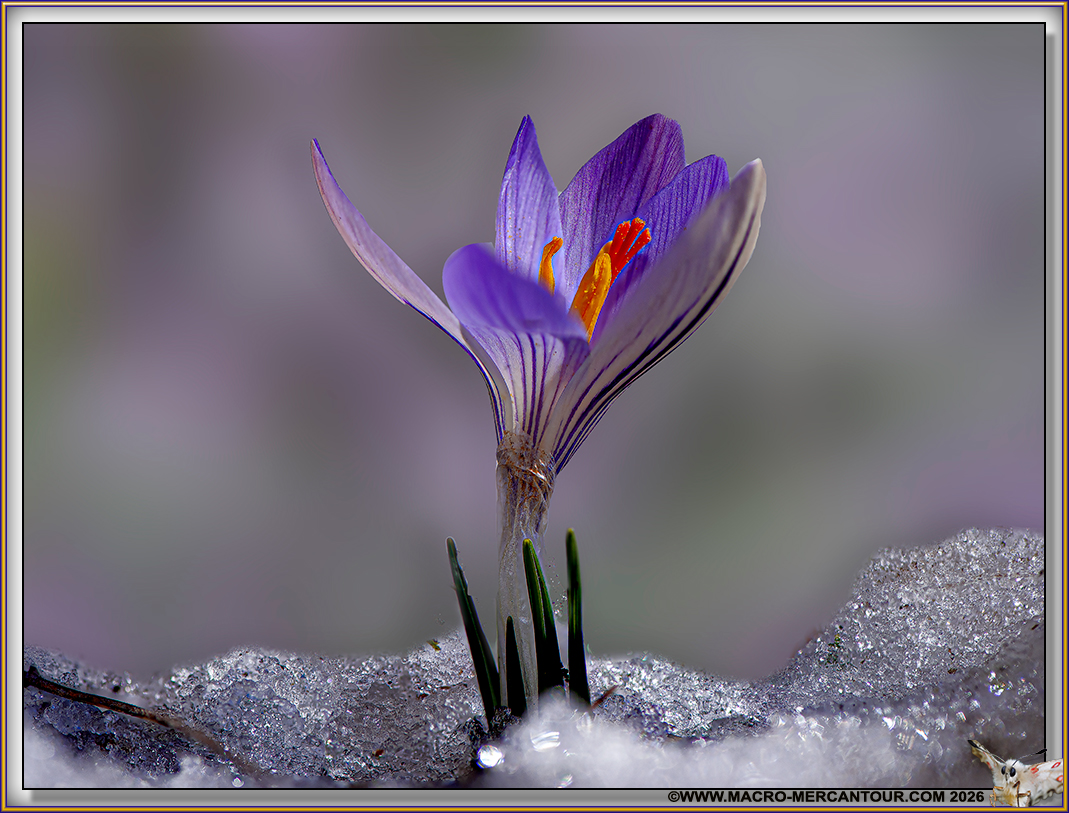 Crocus Versicolor